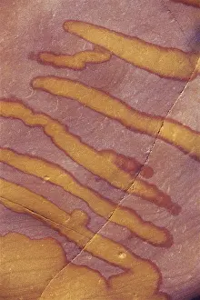Yellow Patches on Red Rock Look like Brush Strokes
