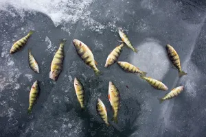 Yellow perch (Perca flavescens) river perch on ice