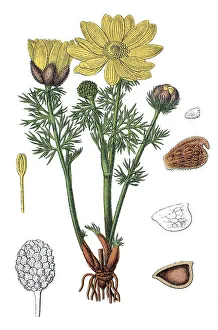 Yellow Pheasant's Eye or False Hellebore (Adonis vernalis)