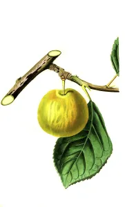 Yellow plum, Lucombes nonsuch plum