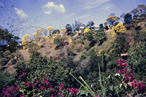 Yellow Poui trees flowering, Handroanthus chrysanthus, on Poui Hill, Port of Spain, Trinidad 1962