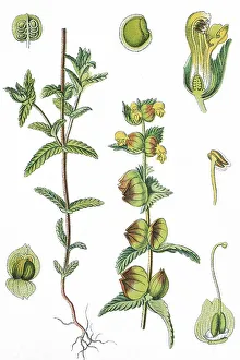 Yellow rattle or Cockscomb (Rhinanthus minor)