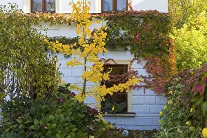 Yellow and red foliage colouring in a front garden