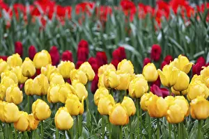 Yellow and red tulips (Tulipa)