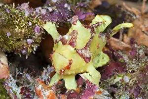 Yellow round-spotted frogfish (Antennarius pictus)