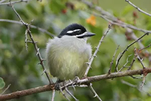 Yellow-rumped Tinkerbird (Pogoniulus bilineatus)