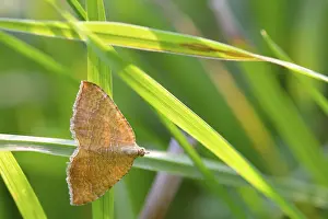 Yellow Shell leafhopper (Camptogramma bilineata)