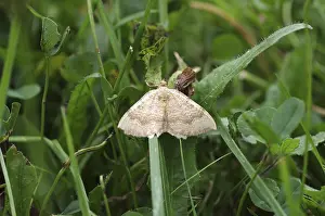 Yellow Shell moth (Camptogramma bilineata)
