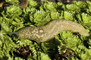 Yellow Slug (Limax flavus) adult