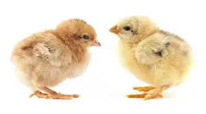 The yellow small chick with egg isolated on a white background