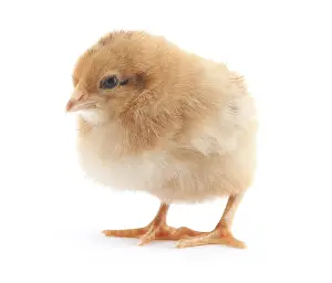 The yellow small chick with egg isolated on a white background