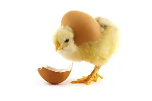 The yellow small chick with egg isolated on a white background