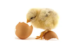 The yellow small chicks with egg isolated on a white background