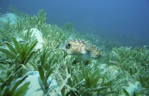 Yellow-spotted hedgehogfish, Cyclichthys spilostylus