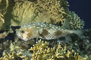 Yellow-spotted hogfish (Cyclichthys spilostylus)