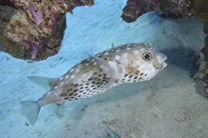 Yellow-spotted hogfish (Cyclichthys spilostylus)