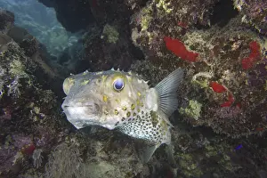 Yellow-spotted hogfish (Cyclichthys spilostylus)
