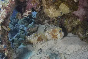 Yellow-spotted hogfish (Cyclichthys spilostylus)