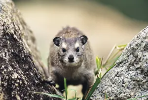 Yellow-spotted rock hyrax or Bush hyrax (Heterohyrax brucei)