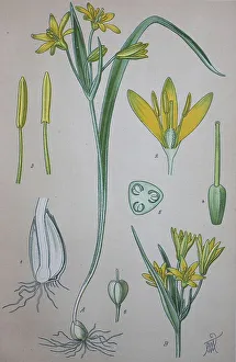 Yellow star-of-Bethlehem (Gagea lutea)