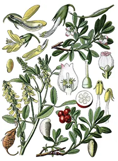 Yellow sweet clover, yellow melilot