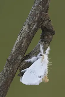 Yellow-tail Moth (Euproctis similis)