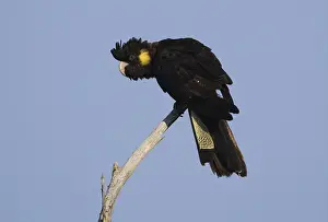 Yellow-tailed Black Cockatoo (Calyptorhynchus funereus)