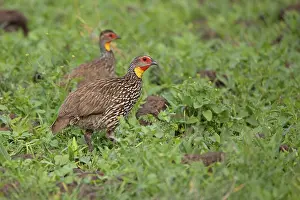 Yellow-throated francolin (Francolinus leucoscepus)