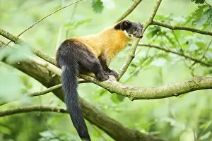 Yellow-throated marten (Martes flavigula) on a branch