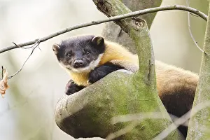 Yellow-throated marten (Martes flavigula) on a branch