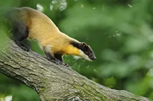 Yellow-throated marten (Martes flavigula) in a forest