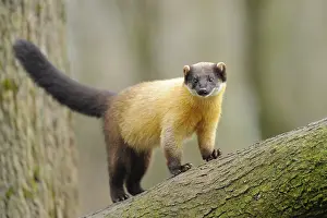 Yellow-throated marten (Martes flavigula) in a forest