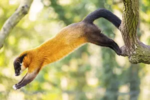 Yellow-throated marten (Martes flavigula) jumping on a tree in a forest