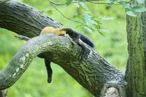 Yellow-throated marten (Martes flavigula) lying on a tree