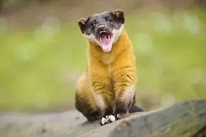 Yellow-throated marten (Martes flavigula) on an old tree trunk
