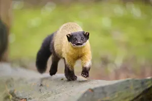 Yellow-throated marten (Martes flavigula) on an old tree trunk
