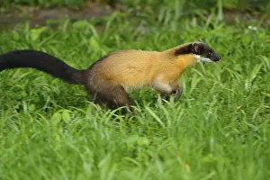 Yellow-throated marten (Martes flavigula) running on a meadow