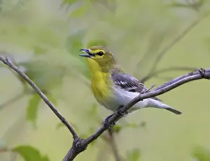 A Yellow-throated Vireo, Vireo flavifrons