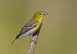 Yellow-throated Vireo (Vireo flavifrons)