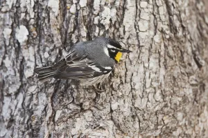 Yellow-throated Warbler (Dendroica dominica)