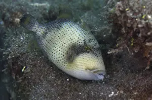 Yellow Triggerfish, Yellow Triggerfish