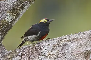 Yellow-tufted Woodpecker (Melanerpes cruentatus)