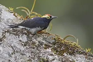 Yellow-tufted Woodpecker (Melanerpes cruentatus)