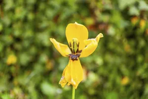 Yellow tulip (Tulipa), Leoben, Styria, Austria