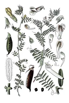 Yellow vetch (Vicia lutea) on the left