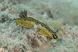 Yellow-violet star snail (Felimare Picta)