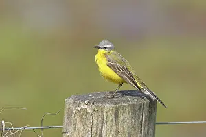 Yellow wagtail (Motacilla flava)