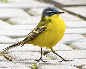 Yellow wagtail (Motacilla flava)