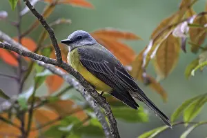 Yellow wagtail (Motacilla flava) sits on branch