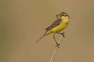 Yellow Wagtail (Motacilla flava) on stalk with insect in beak